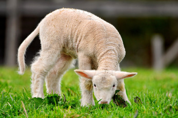 Картинка животные овцы бараны малыш ягненок