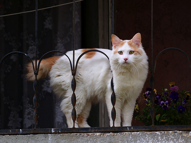 Обои картинки фото животные, коты, кошка, балкон, цветы