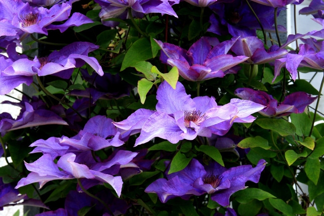 Обои картинки фото цветы, клематис, ломонос, фиолетовый, лепестки