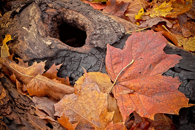 Обои картинки фото природа, листья, осень, листва, ствол, угли