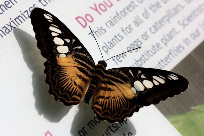 Обои картинки фото животные, бабочки, крылья, книга, буквы