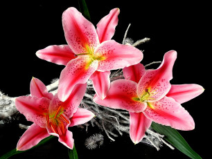Картинка цветы лилии лилейники лепестки чёрный фон
