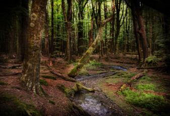 Картинка природа лес new zealand новая зеландия ручей деревья