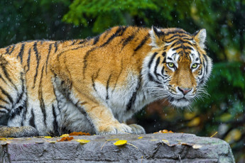 Картинка животные тигры взгляд красавец
