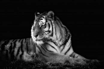Картинка животные тигры красавец портрет