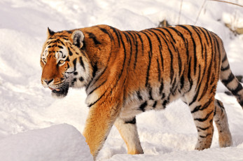 Картинка животные тигры снег полосатый