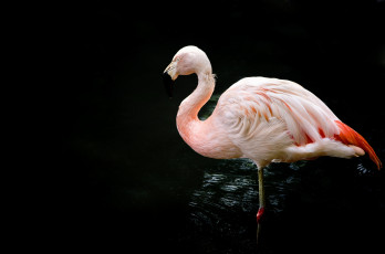Картинка животные фламинго розовый перья