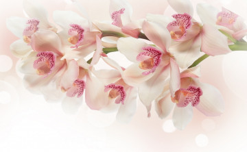 Картинка цветы орхидеи экзотика ветка