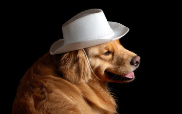 Картинка животные собаки шляпа собака