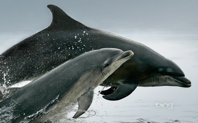 Обои картинки фото животные, дельфины, брызги