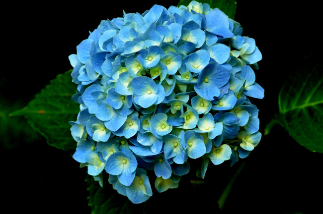 Обои картинки фото цветы, гортензия, голубой, шар