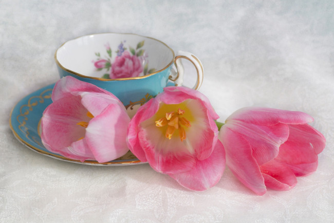 Обои картинки фото цветы, тюльпаны, бутоны, чашка