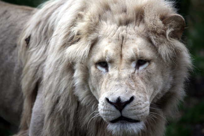 Обои картинки фото животные, львы, белый, морда
