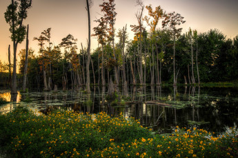 Картинка природа лес стволы болото цветы