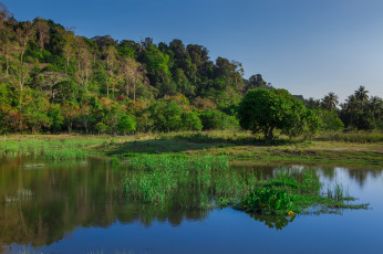 Картинка природа реки озера трава лес река