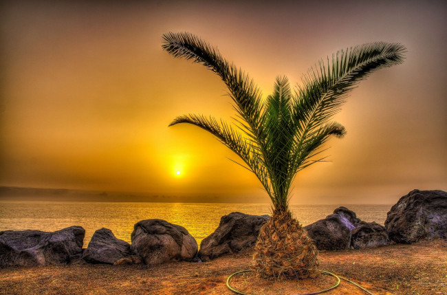 Обои картинки фото природа, тропики, пальма, берег, солнце, дымка, океан