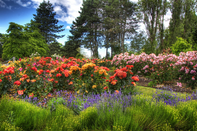 Обои картинки фото канада queen elizabeth park, природа, парк, vancouver, park, queen, elizabeth, канада, кусты, розы, сад