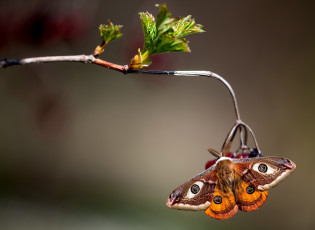 Картинка животные бабочки +мотыльки +моли макро ветка павлиноглазка малая бабочка