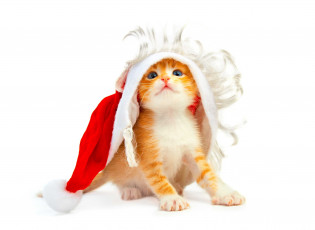 Картинка животные коты шапка рыжий котенок борода