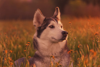 Картинка животные собаки морда собака хаски трава