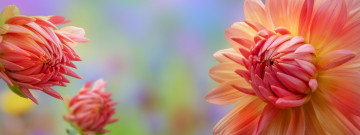 Картинка цветы хризантемы георгины бутоны макро коллаж