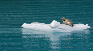 Картинка животные тюлени +морские+львы +морские+котики море льдина тюлень