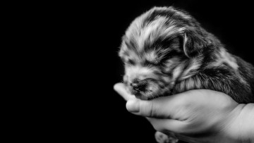 Картинка животные собаки монохром чёрно-белая малютка щенок рука собака