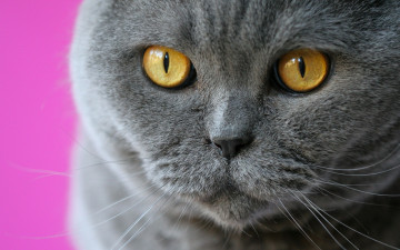 Картинка животные коты мордочка кот кошка усы глаза британская короткошёрстная взгляд