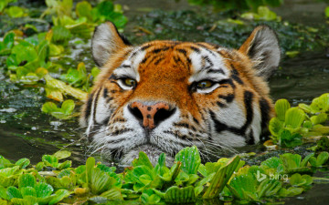 Картинка животные тигры бельгия антверпен зоопарк амурский тигр
