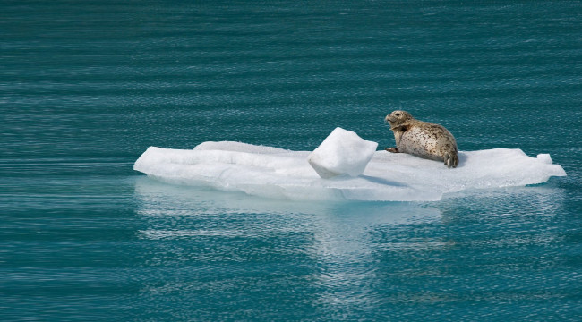 Обои картинки фото животные, тюлени,  морские львы,  морские котики, море, льдина, тюлень