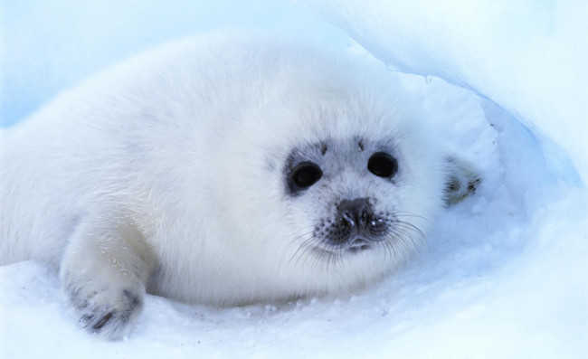 Обои картинки фото животные, тюлени,  морские львы,  морские котики, тюлень, детеныш, белек, лед, снег, взгляд