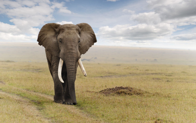 Обои картинки фото животные, слоны, слон, саванна, elefant, млекопитающее
