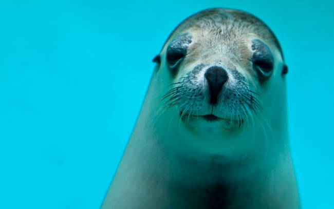 Обои картинки фото животные, тюлени,  морские львы,  морские котики, тюлень, голова, взгляд, вода