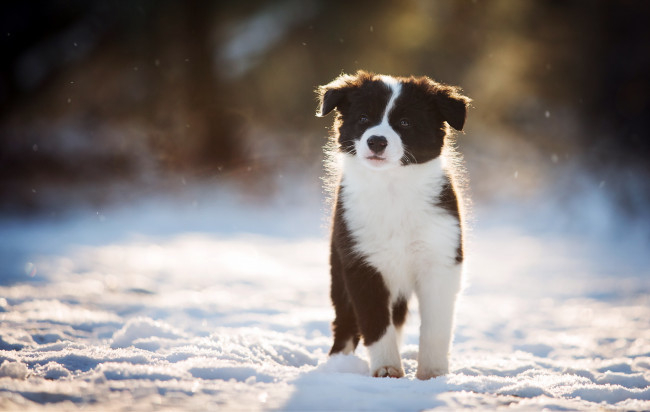 Обои картинки фото животные, собаки, друг, взгляд, собака, снег, зима