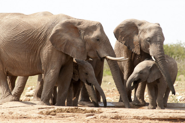 Обои картинки фото животные, слоны, савана, водопой, слонята, млекопитающие