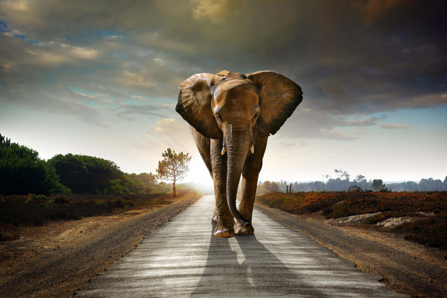 Обои картинки фото животные, слоны, млекопитающее, elefant, саванна, слон, дорога, идёт