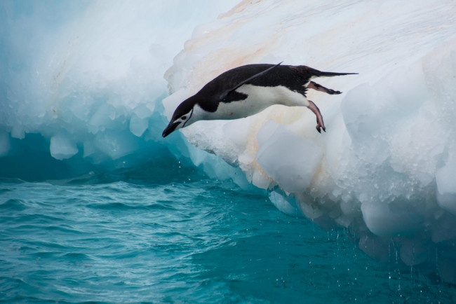Обои картинки фото животные, пингвины, антарктический, пингвин, птица, прыжок, льдина, вода