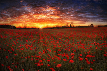 Картинка цветы маки пейзаж поле закат