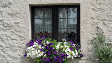 Картинка цветы петунии +калибрахоа цветочный окно ящик