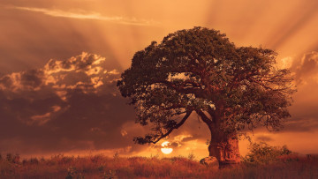 Картинка природа деревья африка дерево трава савана небо вечер