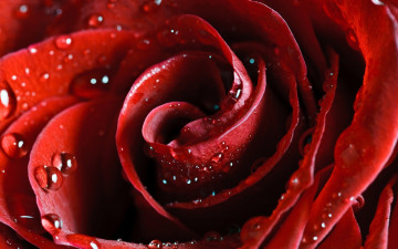 Картинка цветы розы капли макро красная роза