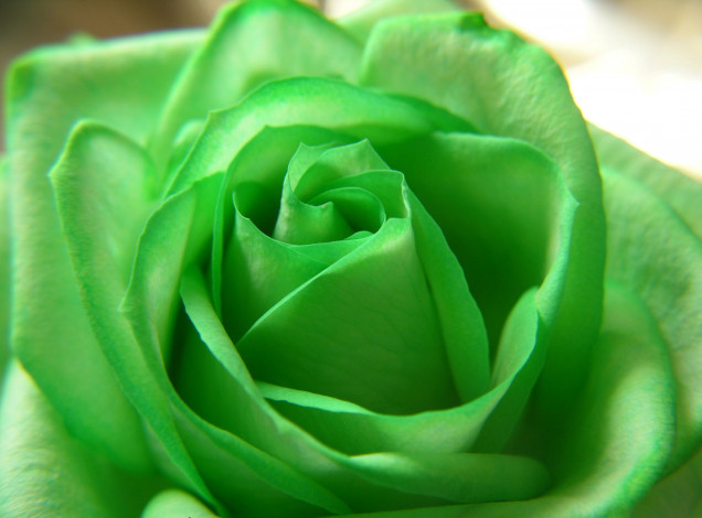 Обои картинки фото цветы, розы, бутон, зеленая, роза, макро