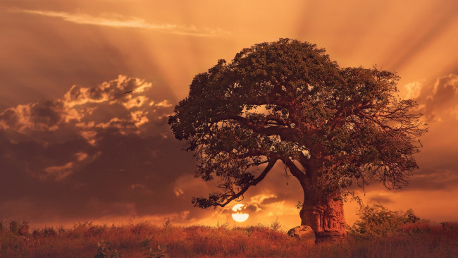 Обои картинки фото природа, деревья, африка, дерево, трава, савана, небо, вечер