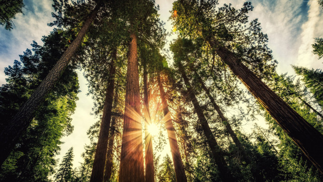Обои картинки фото sequoia national park, природа, лес, sequoia, national, park, деревья, солнце, лучи