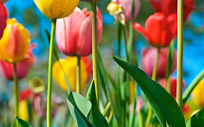 Обои картинки фото цветы, тюльпаны, поле, стебли, разноцветные