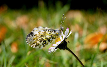 Картинка животные бабочки +мотыльки +моли бабочка ромашка цветок