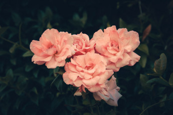 Картинка цветы розы чайные куст