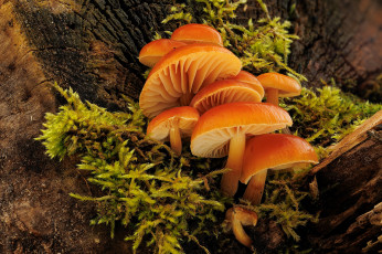обоя природа, грибы, зимний, гриб