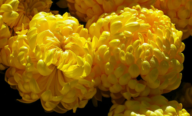 Обои картинки фото цветы, хризантемы, желтые, макро, капли