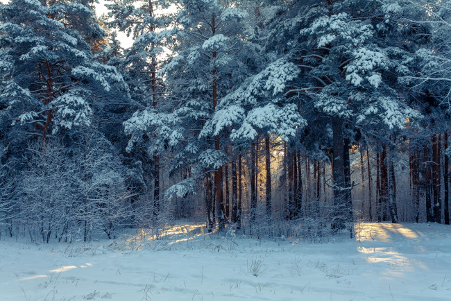 Обои картинки фото природа, зима, лес, снег, россия, урал